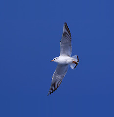 Image showing Gull