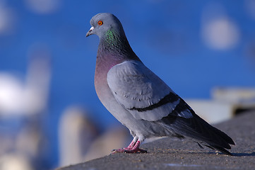 Image showing Rock pigeon