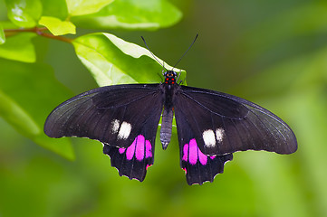 Image showing Black butterfly