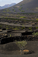 Image showing cultivation  viticulture  winery lanzarote spain