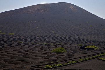 Image showing viticulture   and winery   cultivation 