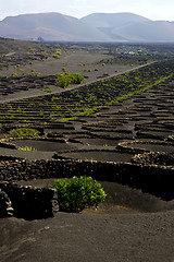 Image showing viticulture  lanzarote s wall crops  cultivation 