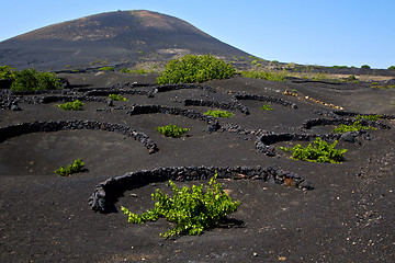 Image showing viticulture à vine screw grapes wall  cultivation barrel