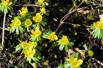 Image showing early springflower