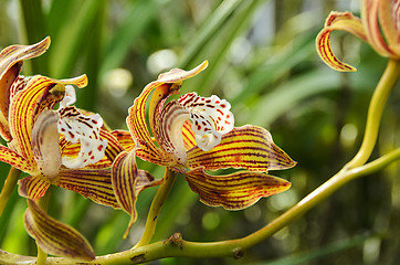 Image showing Orkide Cymbidium Tracyanum