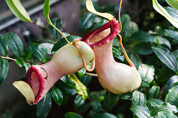 Image showing Carnivorous plant