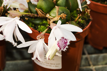 Image showing Orchid Pleione