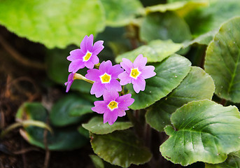 Image showing Primula Megaseifolia