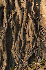 Image showing Roots and trunk of tree