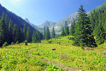 Image showing Meadow and forest