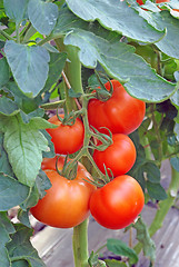 Image showing Tomatoes in greenhouse