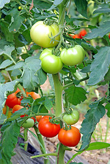 Image showing Tomatoes ripening in greenhouse