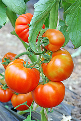 Image showing Red ripe tomatoes