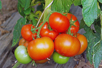 Image showing Ripening tomatoes