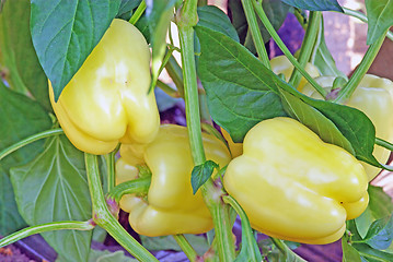 Image showing Peppers ripening in greenhouse