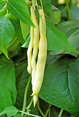 Image showing Broad bean
