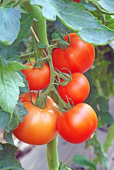 Image showing Tomato bunch