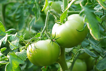 Image showing Green tomatoes