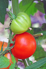 Image showing Green and red tomato