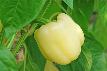 Image showing Pepper plant