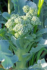 Image showing Broccoli plant
