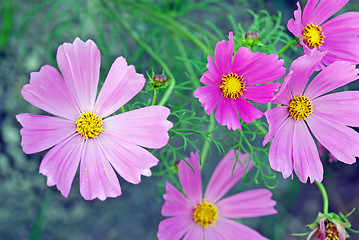 Image showing Flower background