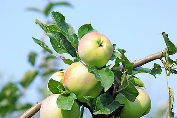 Image showing Ripened apples