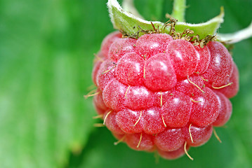 Image showing Raspberry