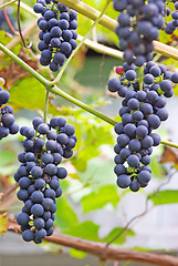 Image showing Black grapes