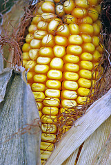 Image showing Corn