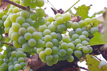 Image showing White grapes