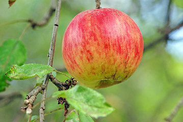 Image showing Apple