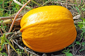 Image showing Pumpkin