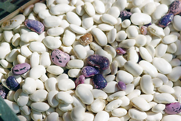 Image showing Bean background