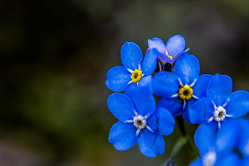 Image showing forget me not