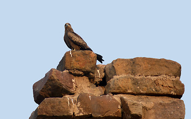 Image showing Bird of prey