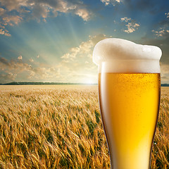 Image showing Glass of beer against wheat field and sunset