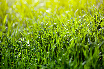 Image showing green grass background