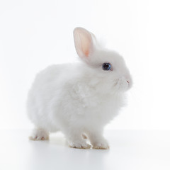 Image showing White rabbit isolated on white background