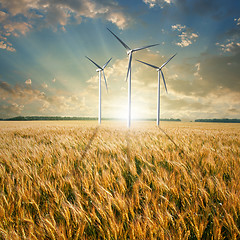 Image showing Wind generators turbines on wheat field