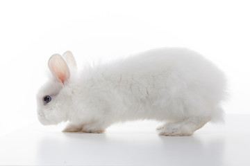 Image showing White rabbit isolated on white background