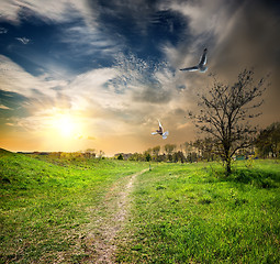 Image showing Country road and birds