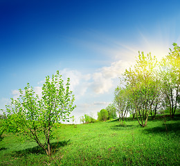 Image showing Young trees and green lawn