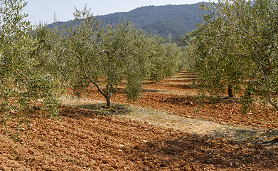 Image showing olive field