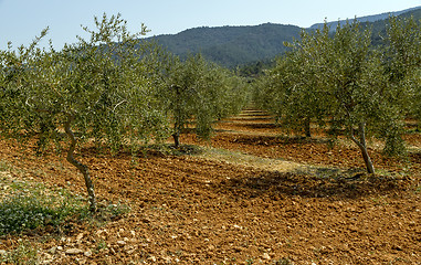 Image showing olive field