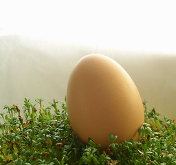 Image showing egg on cress