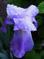 Image showing Flower in violet
