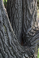 Image showing Bark tree