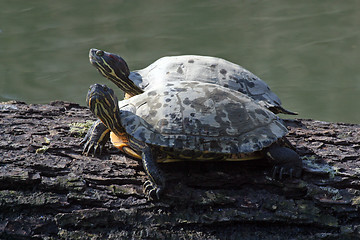 Image showing A pair of turtles