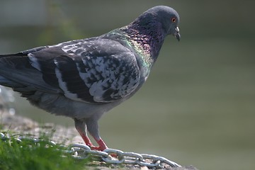 Image showing Dove